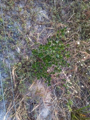 Alyxia buxifolia