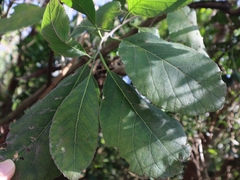 Ehretia dicksonii