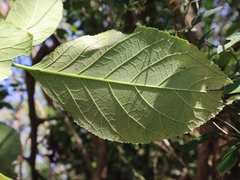 Ehretia dicksonii