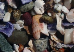 Austrodrillia angasi