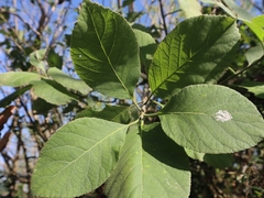 Ehretia dicksonii
