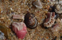 Patelloida latistrigata