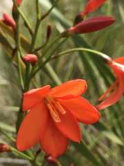 Pillansia templemannii