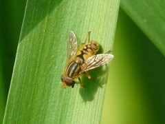 Parhelophilus