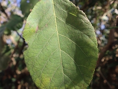 Ehretia dicksonii