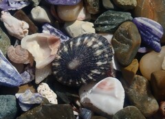 Scutellastra peronii