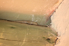 Homopholis walbergii