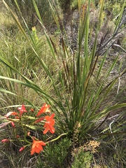 Pillansia templemannii