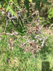Berkheya bipinnatifida