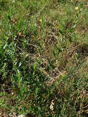 Oenothera stricta
