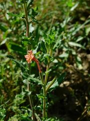 Oenothera stricta