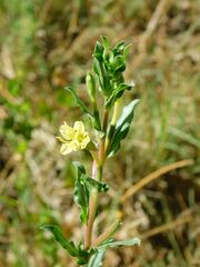 Oenothera stricta