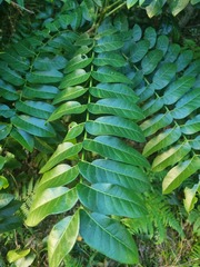 Dysoxylum mollissimum