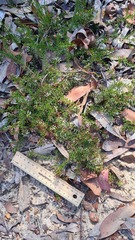 Platysace ericoides
