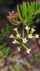 Platysace ericoides