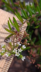 Platysace ericoides