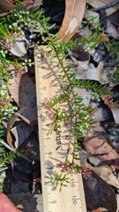 Platysace ericoides