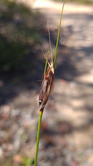 Ptilothrix deusta