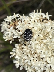 Oxythyrea marginalis