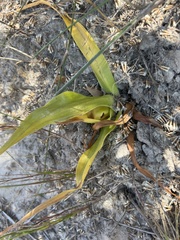 Colchicum eucomoides