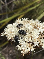 Oxythyrea marginalis