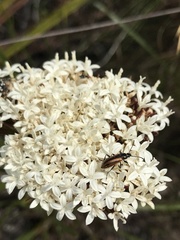 Oxythyrea marginalis