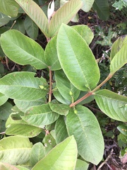 Psidium guajava
