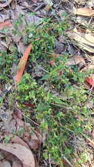Xanthosia tridentata
