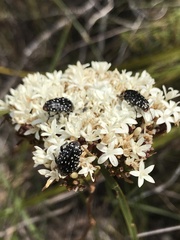 Oxythyrea marginalis