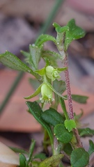 Xanthosia tridentata