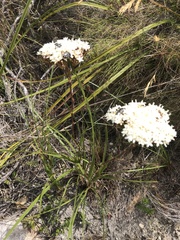 Oxythyrea marginalis