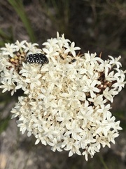 Oxythyrea marginalis