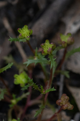 Brachyscome perpusilla