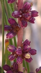 Lomandra glauca