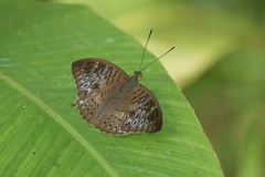 Tanaecia pelea