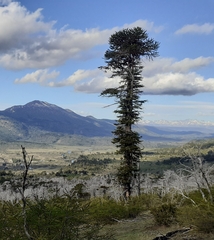 Araucaria araucana