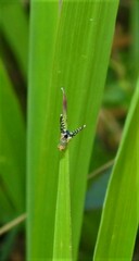 Spathulina acroleuca