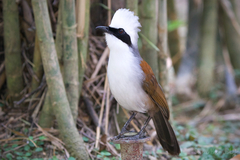 Garrulax leucolophus