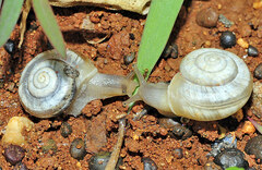 Praticolella griseola