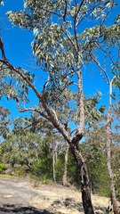 Corymbia eximia