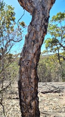 Corymbia eximia