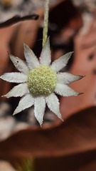 Actinotus minor