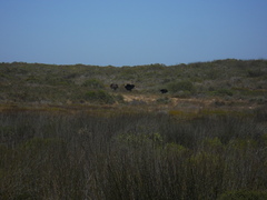 Struthio camelus australis