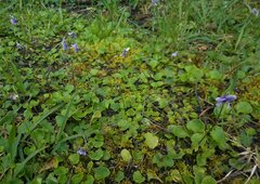 Viola hederacea