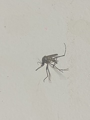 Aedes notoscriptus
