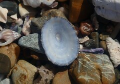 Scutellastra peronii