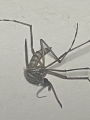 Aedes notoscriptus