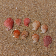 Talochlamys multistriata