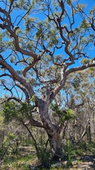 Angophora bakeri