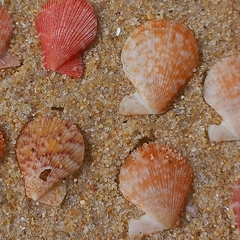 Talochlamys multistriata